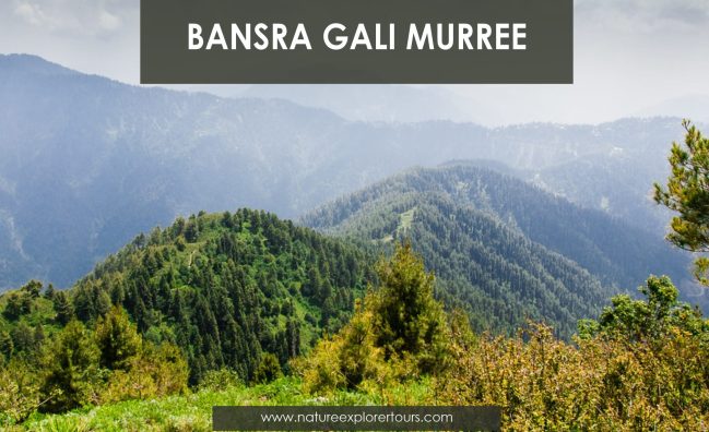 Bansra Gali Murree Tour