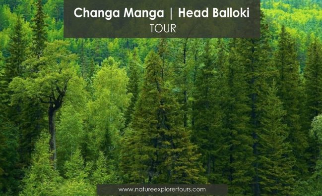 Changa Manga and Head Balloki Tour