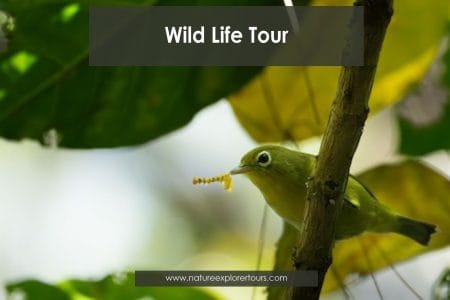 Wildlife Tour (Bird Watching)