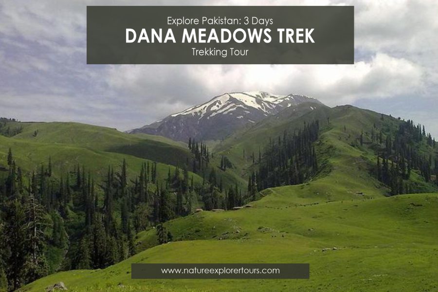Dana Meadows Trek